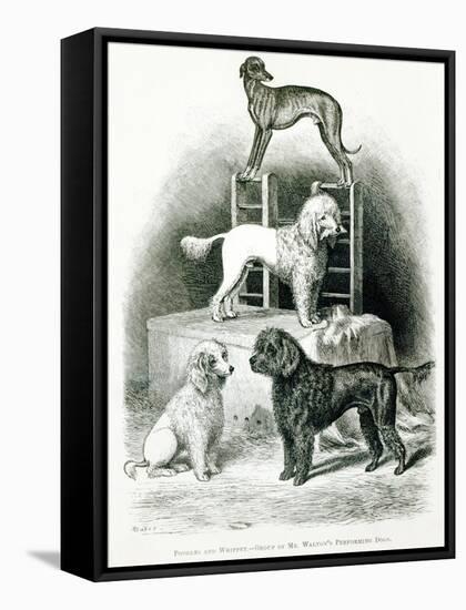 Poodles and Whippet - Group of Mr. Walton's Performing Dogs-null-Framed Stretched Canvas