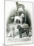 Poodles and Whippet - Group of Mr. Walton's Performing Dogs-null-Mounted Giclee Print