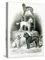 Poodles and Whippet - Group of Mr. Walton's Performing Dogs-null-Stretched Canvas