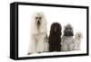 Poodles Row of 4 (Caniche)-null-Framed Stretched Canvas