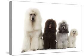 Poodles Row of 4 (Caniche)-null-Stretched Canvas