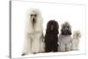 Poodles Row of 4 (Caniche)-null-Stretched Canvas