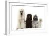 Poodles Row of 4 (Caniche)-null-Framed Photographic Print