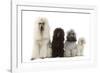 Poodles Row of 4 (Caniche)-null-Framed Photographic Print