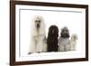 Poodles Row of 4 (Caniche)-null-Framed Photographic Print