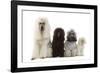 Poodles Row of 4 (Caniche)-null-Framed Photographic Print