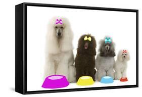 Poodles-null-Framed Stretched Canvas