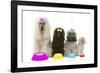 Poodles-null-Framed Photographic Print