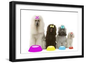Poodles-null-Framed Photographic Print