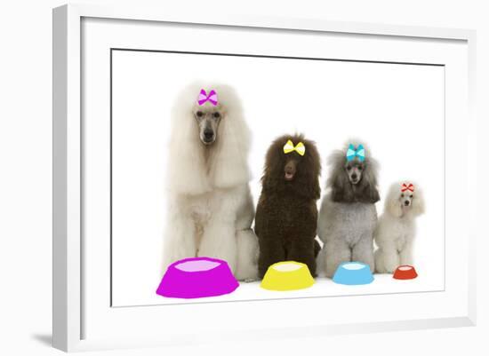 Poodles-null-Framed Photographic Print