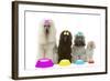 Poodles-null-Framed Photographic Print