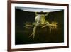 Pool Frog (Pelophylax Lessonae) Split Level View, Near Crisan Village, Danube Delta, Romania, June-Lundgren-Framed Photographic Print