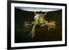 Pool Frog (Pelophylax Lessonae) Split Level View, Near Crisan Village, Danube Delta, Romania, June-Lundgren-Framed Photographic Print