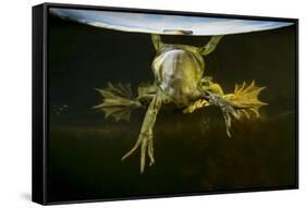 Pool Frog (Pelophylax Lessonae) Split Level View, Near Crisan Village, Danube Delta, Romania, June-Lundgren-Framed Stretched Canvas