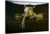 Pool Frog (Pelophylax Lessonae) Split Level View, Near Crisan Village, Danube Delta, Romania, June-Lundgren-Stretched Canvas