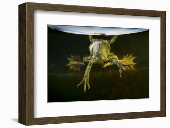 Pool Frog (Pelophylax Lessonae) Split Level View, Near Crisan Village, Danube Delta, Romania, June-Lundgren-Framed Photographic Print