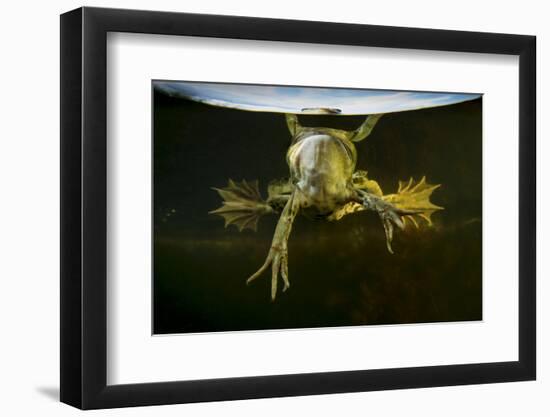 Pool Frog (Pelophylax Lessonae) Split Level View, Near Crisan Village, Danube Delta, Romania, June-Lundgren-Framed Photographic Print