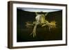 Pool Frog (Pelophylax Lessonae) Split Level View, Near Crisan Village, Danube Delta, Romania, June-Lundgren-Framed Photographic Print