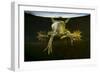 Pool Frog (Pelophylax Lessonae) Split Level View, Near Crisan Village, Danube Delta, Romania, June-Lundgren-Framed Photographic Print