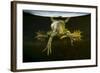 Pool Frog (Pelophylax Lessonae) Split Level View, Near Crisan Village, Danube Delta, Romania, June-Lundgren-Framed Photographic Print