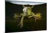 Pool Frog (Pelophylax Lessonae) Split Level View, Near Crisan Village, Danube Delta, Romania, June-Lundgren-Mounted Photographic Print