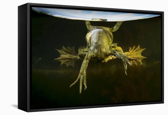 Pool Frog (Pelophylax Lessonae) Split Level View, Near Crisan Village, Danube Delta, Romania, June-Lundgren-Framed Stretched Canvas