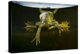 Pool Frog (Pelophylax Lessonae) Split Level View, Near Crisan Village, Danube Delta, Romania, June-Lundgren-Stretched Canvas