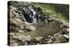 Pool of a natural Hot Spring High in the Jemez Mountains-null-Stretched Canvas