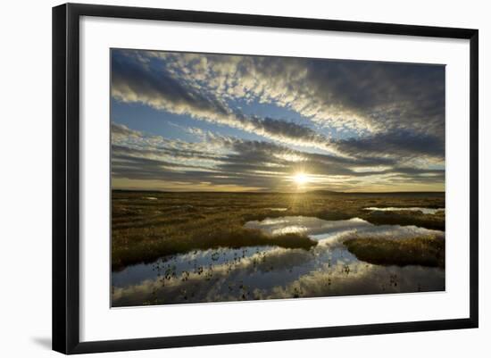 Pool System on Peat Bog at Dawn, Forsinard Flows Reserve, Flow Country, Sutherland, Scotland, UK-Mark Hamblin-Framed Photographic Print