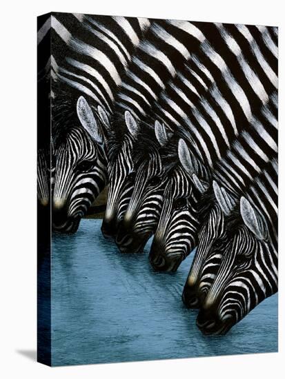 Pooling Zebras-unknown unknown-Stretched Canvas