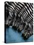 Pooling Zebras-unknown unknown-Stretched Canvas