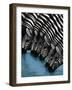 Pooling Zebras-unknown unknown-Framed Art Print