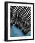 Pooling Zebras-unknown unknown-Framed Art Print