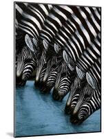 Pooling Zebras-unknown unknown-Mounted Art Print