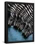 Essential Black