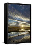 Pools on Peat Bog at Dawn, Forsinard Flows Rspb Reserve, Flow Country, Sutherland, Scotland, UK-Mark Hamblin-Framed Stretched Canvas