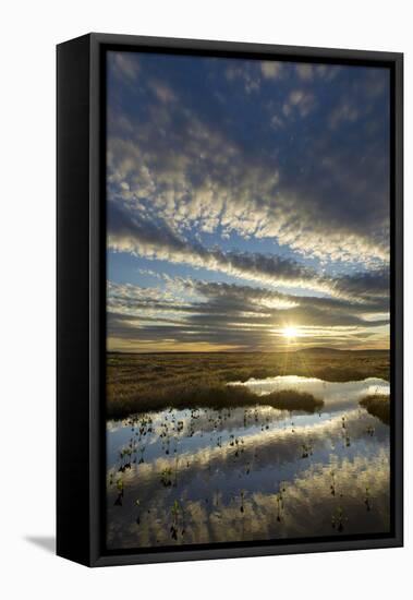 Pools on Peat Bog at Dawn, Forsinard Flows Rspb Reserve, Flow Country, Sutherland, Scotland, UK-Mark Hamblin-Framed Stretched Canvas