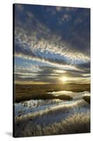 Pools on Peat Bog at Dawn, Forsinard Flows Rspb Reserve, Flow Country, Sutherland, Scotland, UK-Mark Hamblin-Stretched Canvas