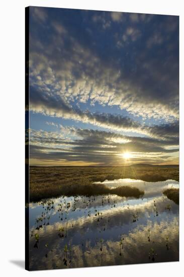 Pools on Peat Bog at Dawn, Forsinard Flows Rspb Reserve, Flow Country, Sutherland, Scotland, UK-Mark Hamblin-Stretched Canvas