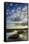 Pools on Peat Bog at Dawn, Forsinard Flows Rspb Reserve, Flow Country, Sutherland, Scotland, UK-Mark Hamblin-Framed Stretched Canvas