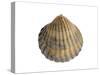 Poorly Ribbed Cockle Shell, Normandy, France-Philippe Clement-Stretched Canvas