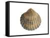 Poorly Ribbed Cockle Shell, Normandy, France-Philippe Clement-Framed Stretched Canvas