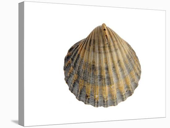 Poorly Ribbed Cockle Shell, Normandy, France-Philippe Clement-Stretched Canvas