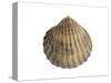 Poorly Ribbed Cockle Shell, Normandy, France-Philippe Clement-Stretched Canvas