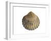 Poorly Ribbed Cockle Shell, Normandy, France-Philippe Clement-Framed Photographic Print