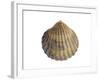 Poorly Ribbed Cockle Shell, Normandy, France-Philippe Clement-Framed Photographic Print