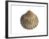 Poorly Ribbed Cockle Shell, Normandy, France-Philippe Clement-Framed Photographic Print