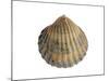 Poorly Ribbed Cockle Shell, Normandy, France-Philippe Clement-Mounted Photographic Print
