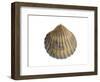 Poorly Ribbed Cockle Shell, Normandy, France-Philippe Clement-Framed Photographic Print