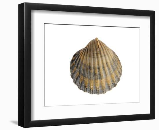 Poorly Ribbed Cockle Shell, Normandy, France-Philippe Clement-Framed Photographic Print